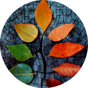 Acompañamiento Grupal